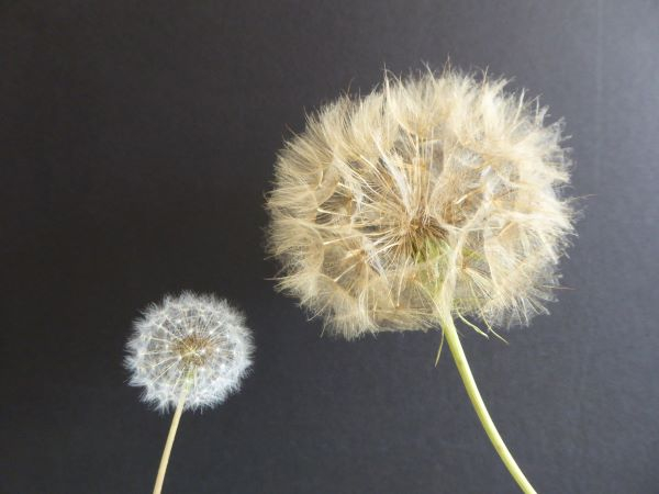 'Two Sizes, One Family' by Rick Harding of Stubbington u3a