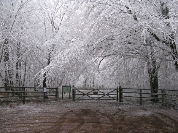 'Winter Wonderland' by Denise Bailey of Shepton Mallet, Wells & Camelot u3a
