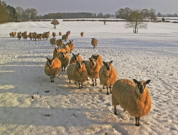 'Ready For Breakfast' by Bill Nicholson of Ashbourne u3a