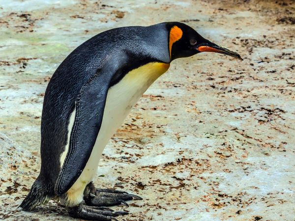 'King Penguin' by Derek Oakley of Droitwich Spa u3a