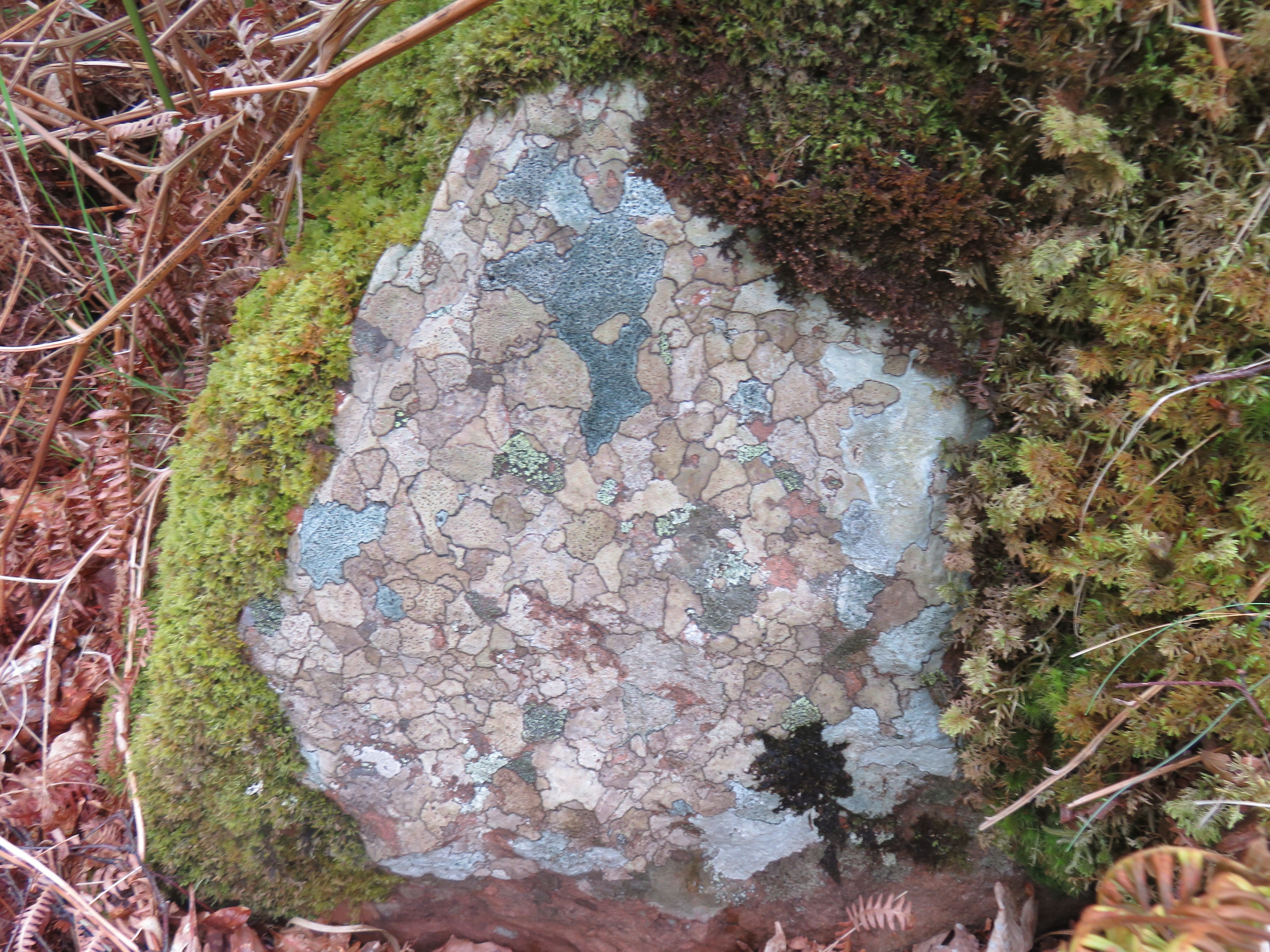 looking down at a rock with multicoloured patched (grey, metallic) and green moss on the left. 