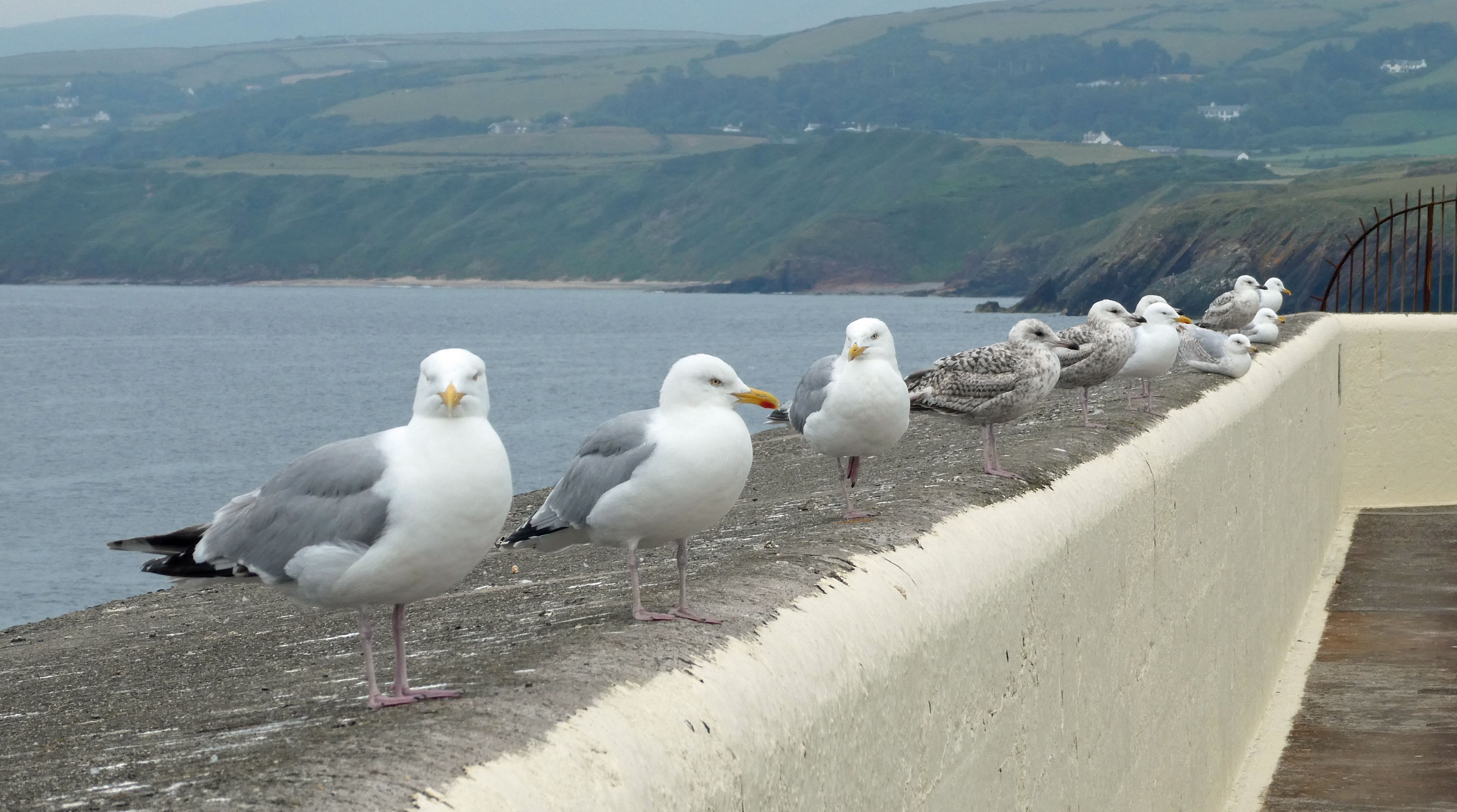 Line up of herring gulls