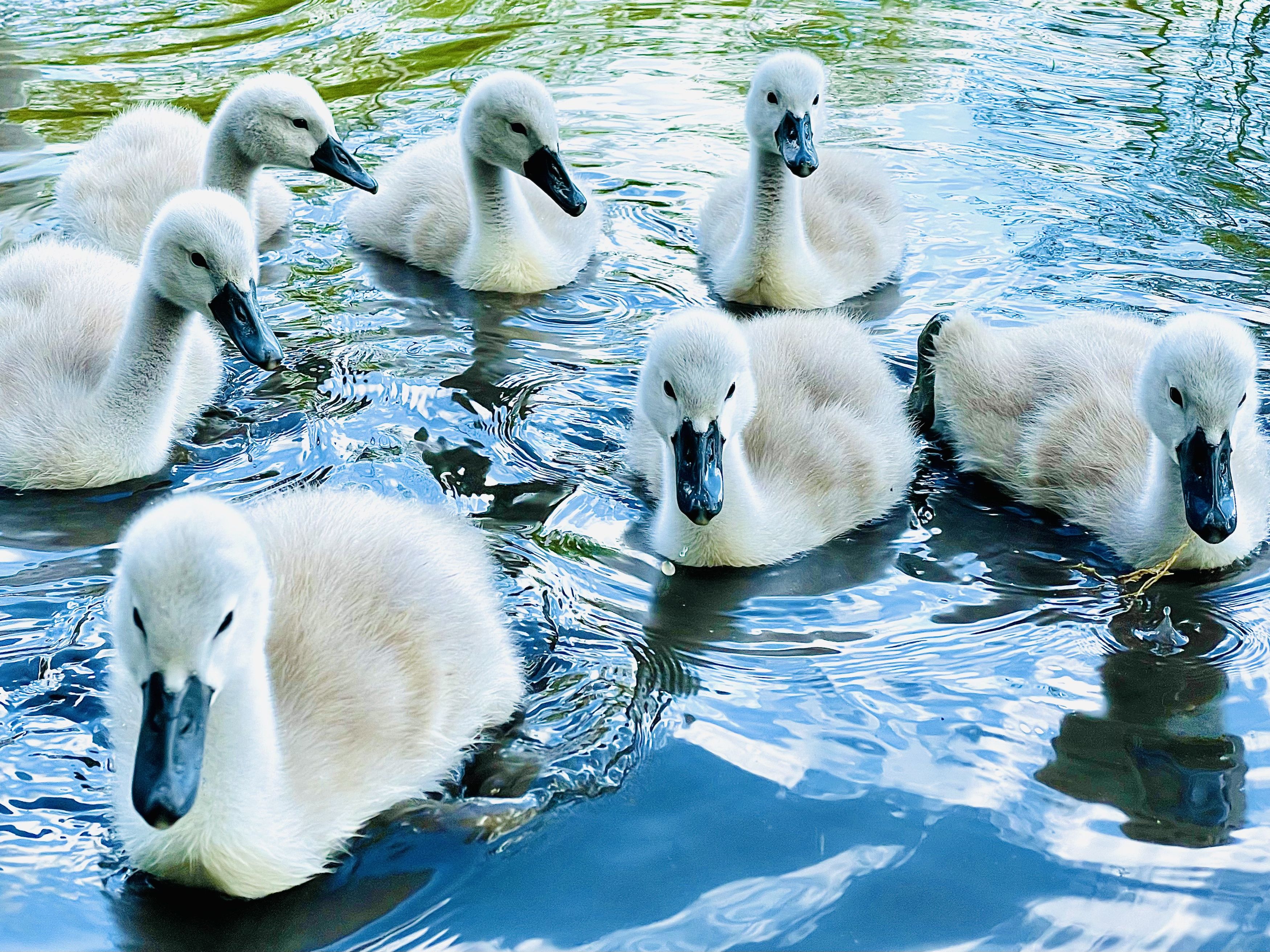 seven grey baby swans on water with black beaks and soft furry backs.