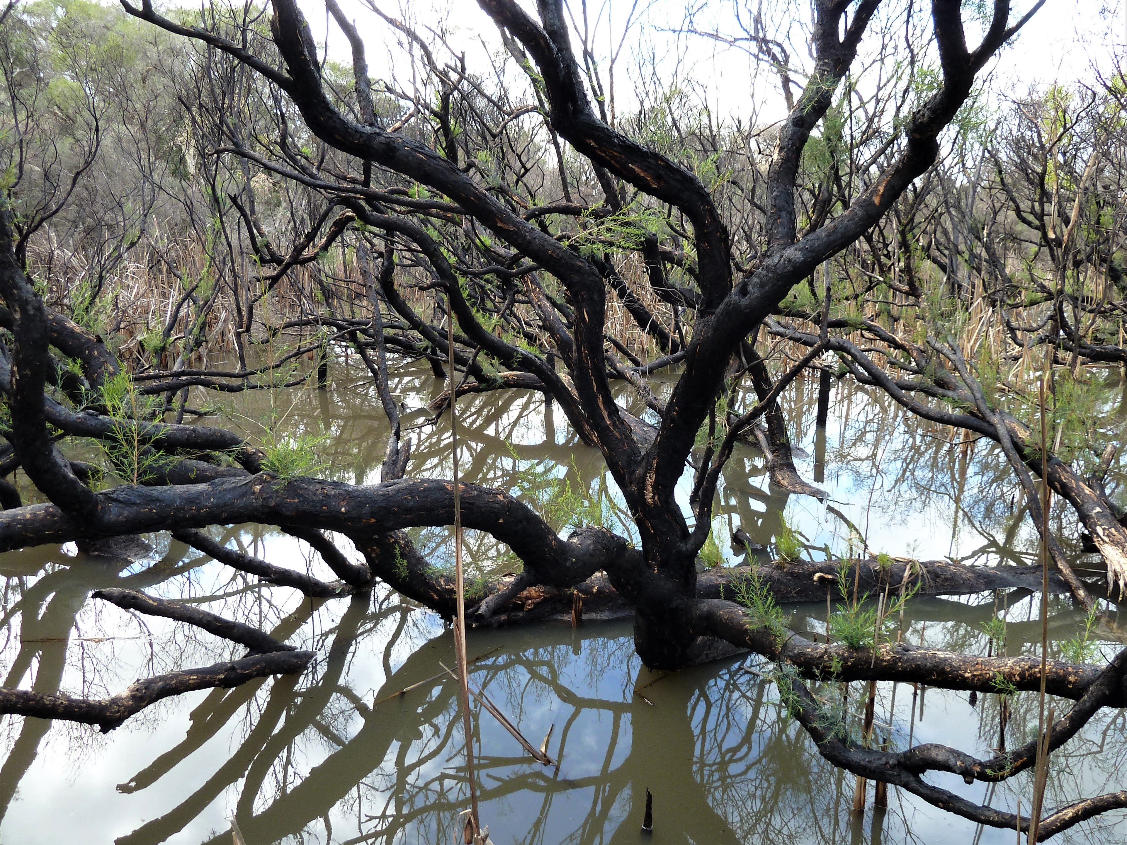 a large tree growing out of water, with many tangled thick brown branches in all directions