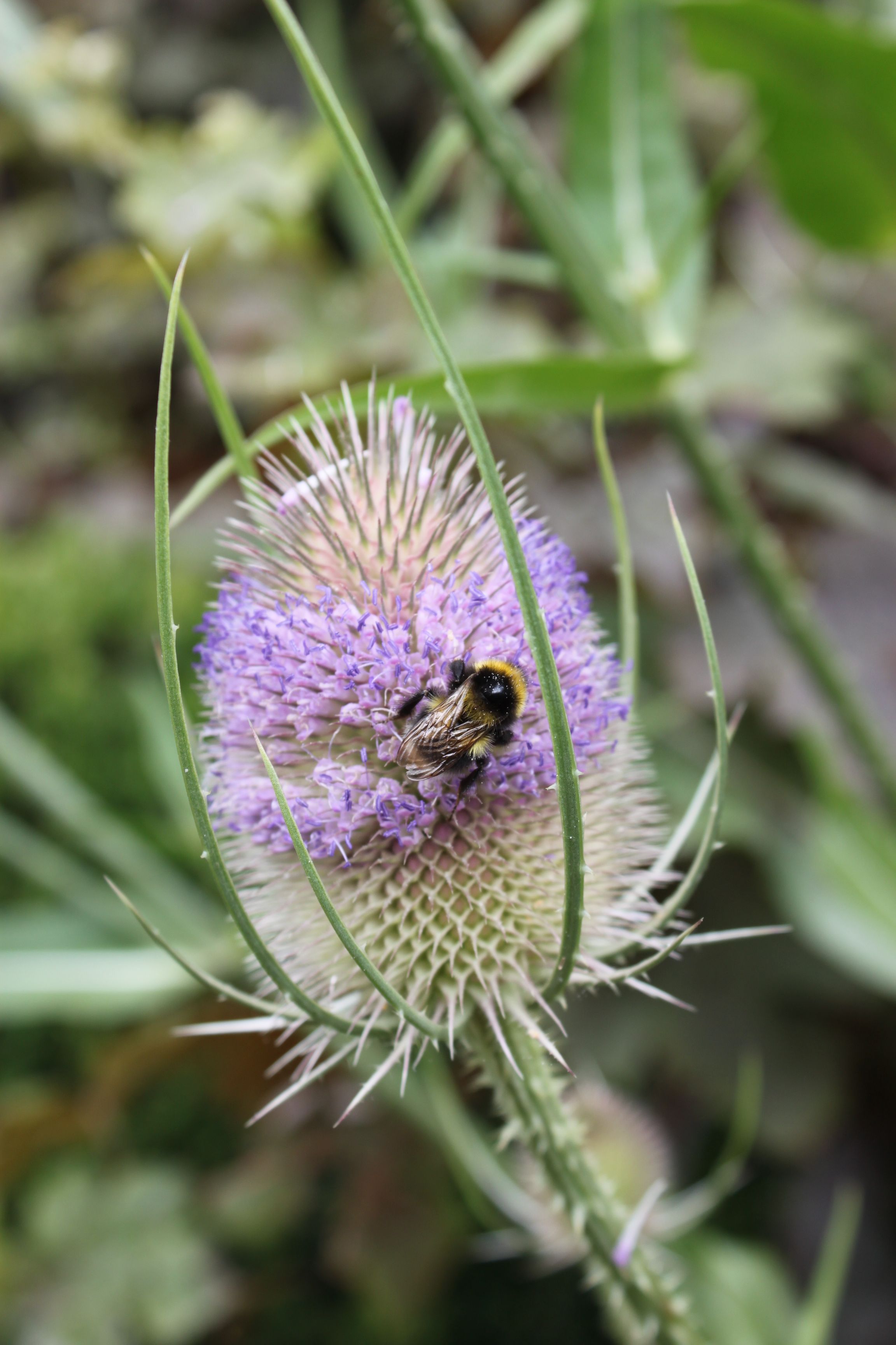 a small bee on a purple flower with green stems