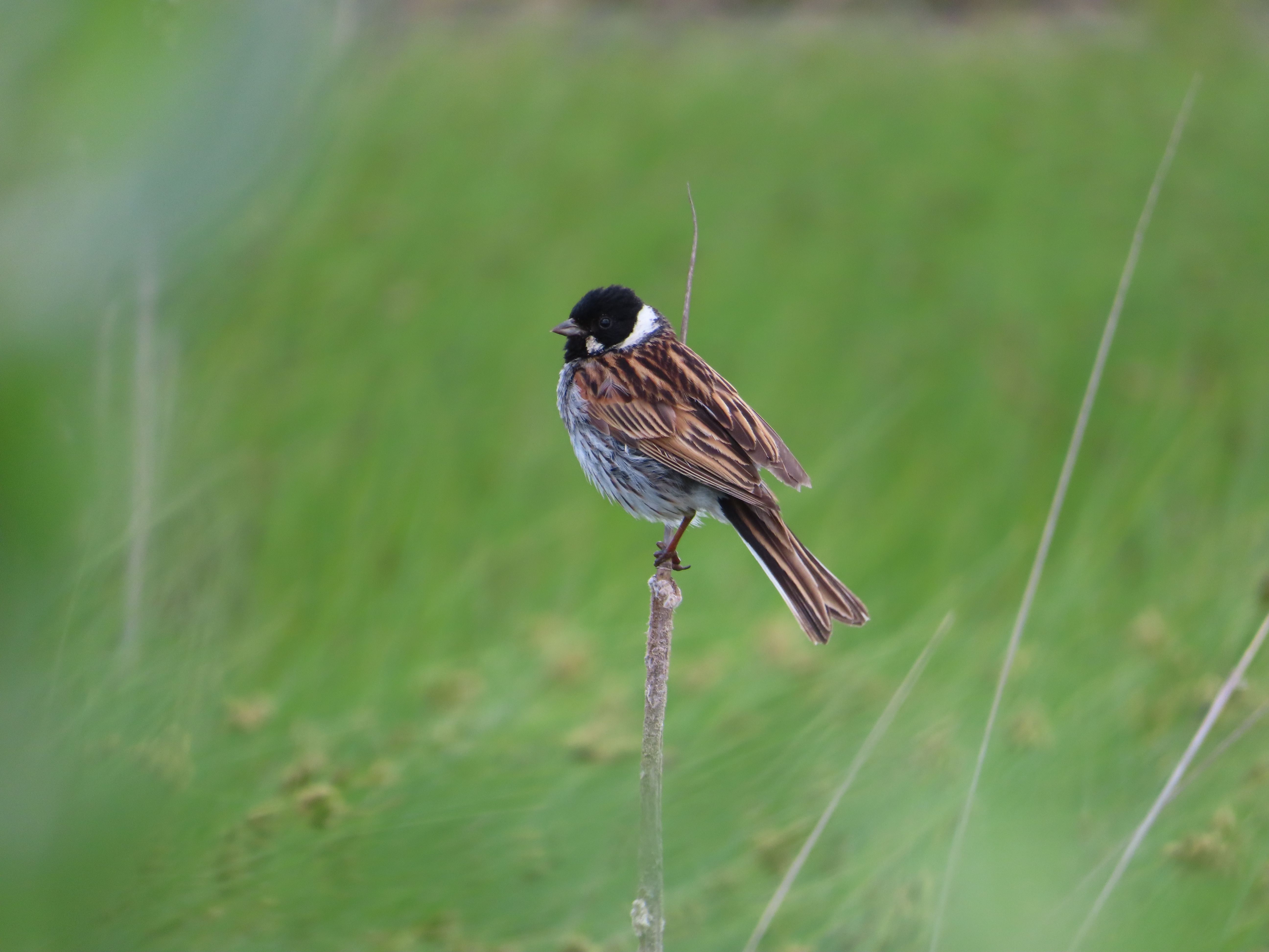 a clear photo of a small brown bird with a black and white head in the grass