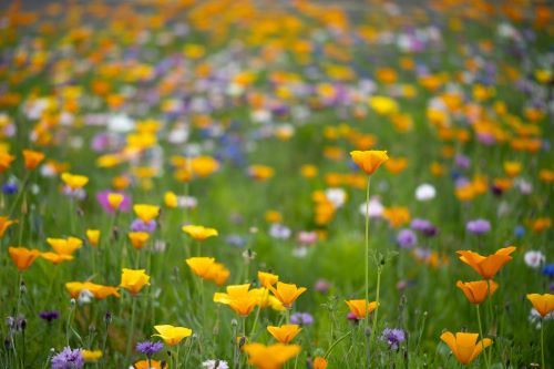 small yellow purple and white flowers, in a green grass
