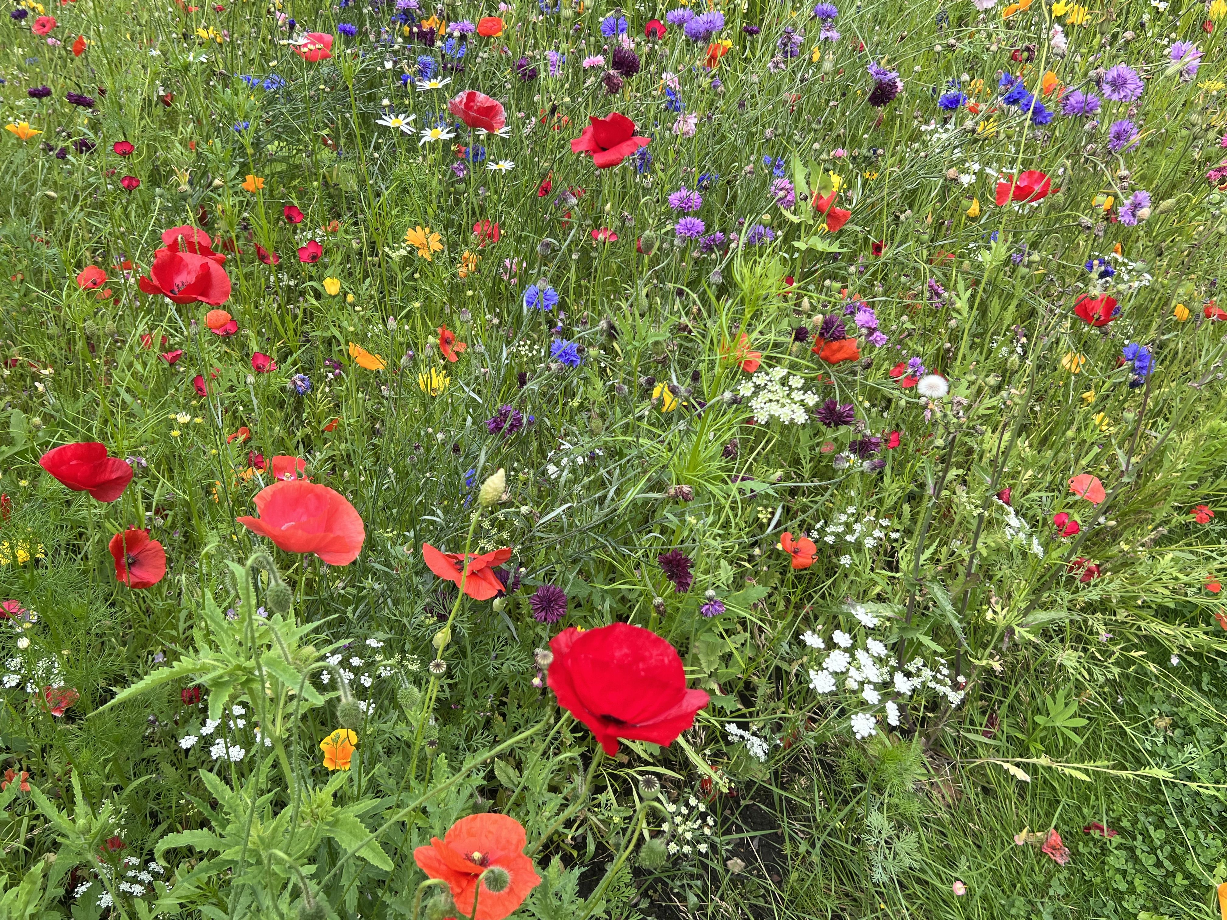 a lovely colourful wild flower garden, mostly red blue and yellow with long green grass