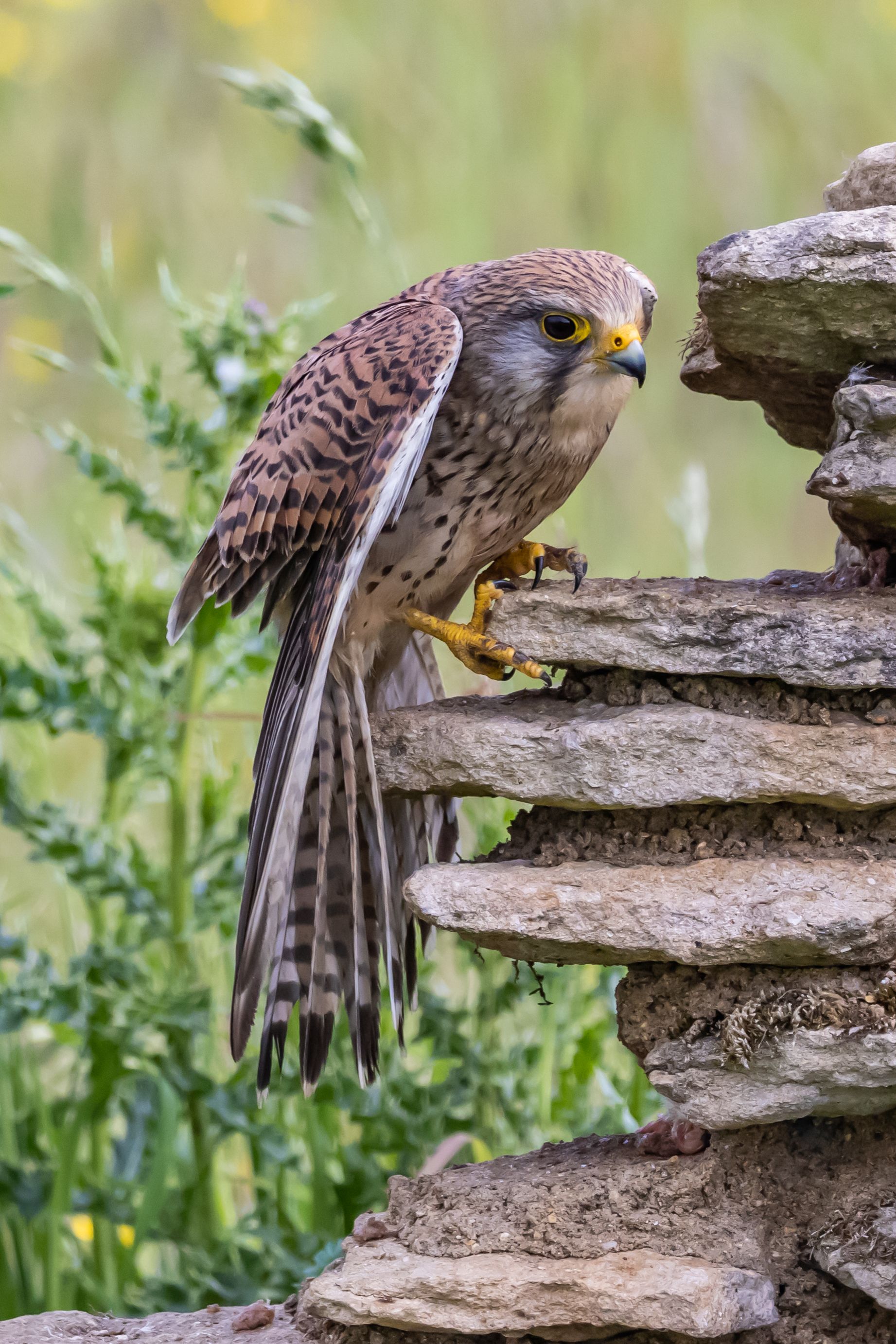 brown bird with yellow claws and beak on a rock. 