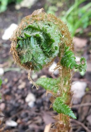 a green flower with a curled top