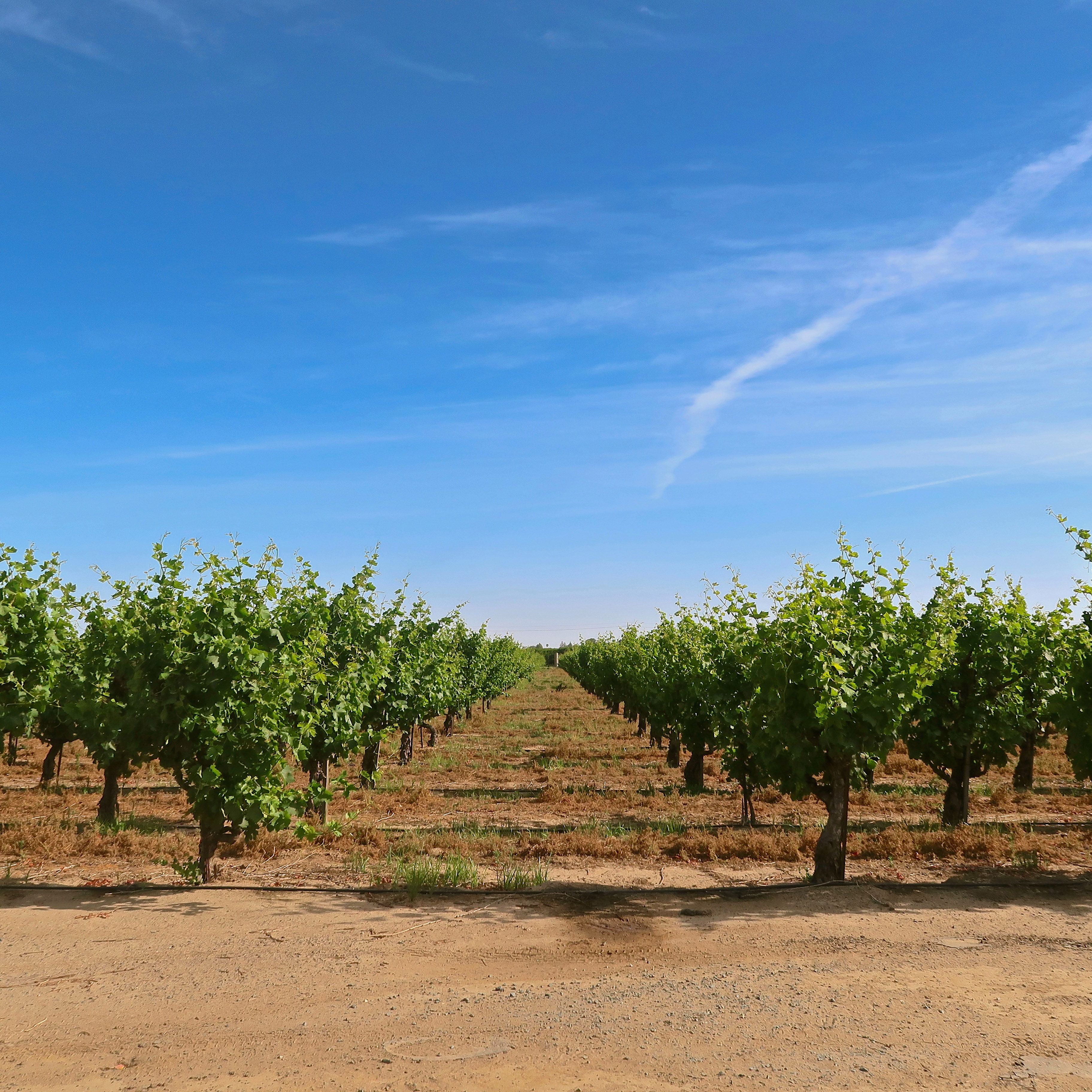 vibrant green vineyard with blue sky 