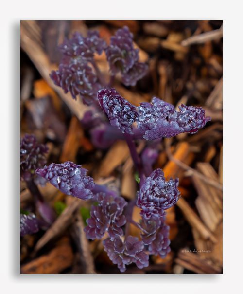 a purple sprouting flower, zoomed in 