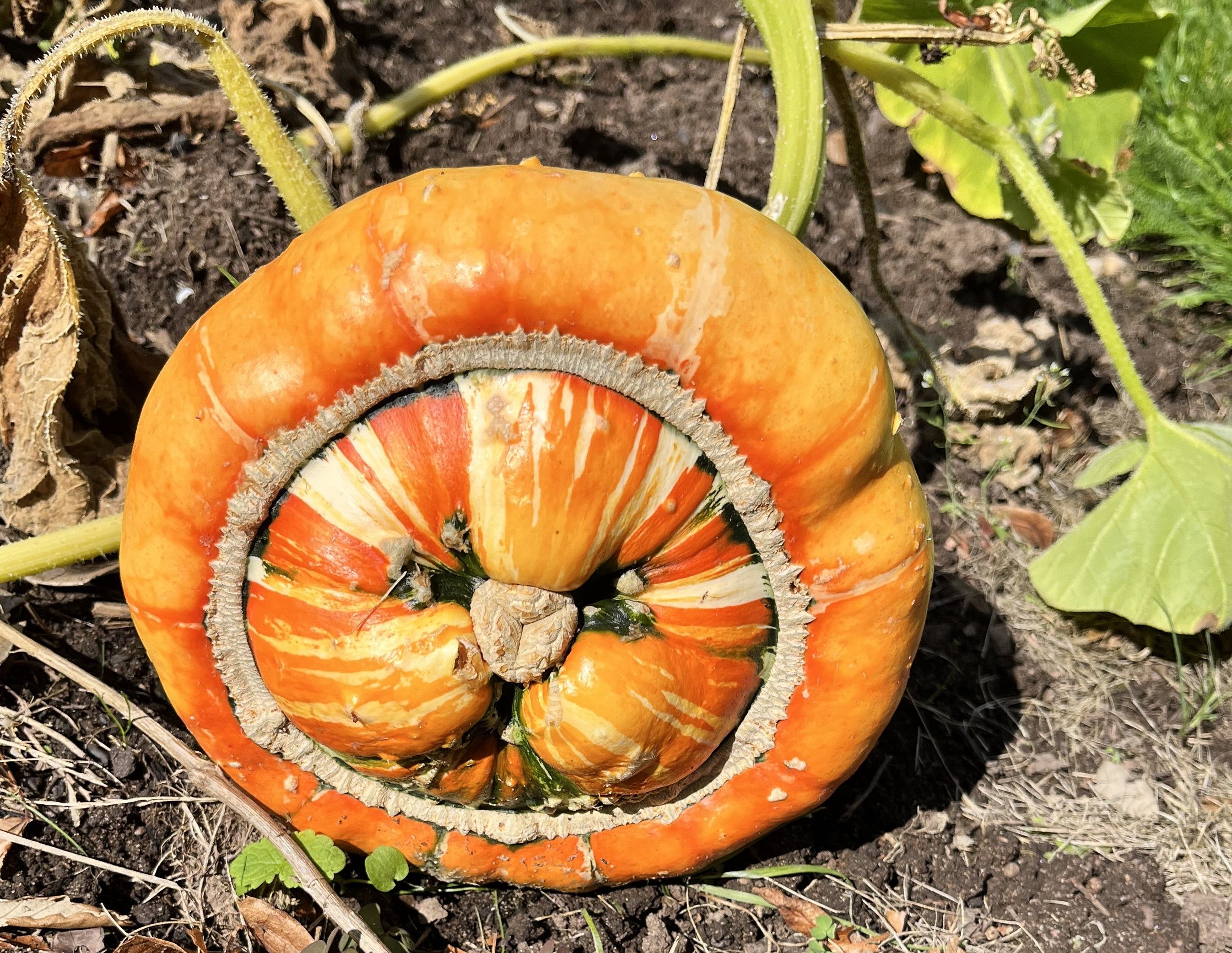 an orange pumpkin growing inside another pumpkin!