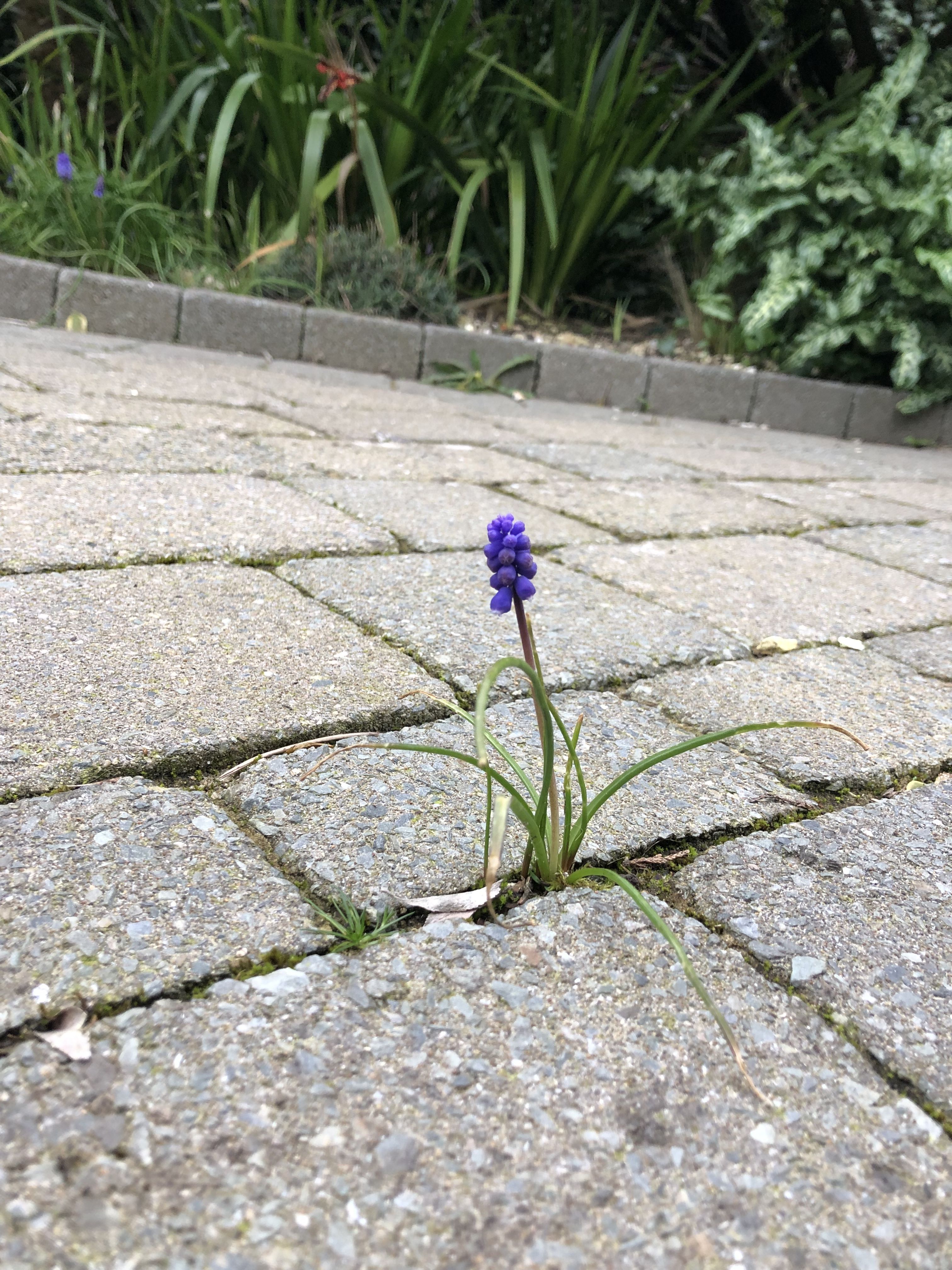 A single purple flower with circular ends (grape hyacinth) in a patio