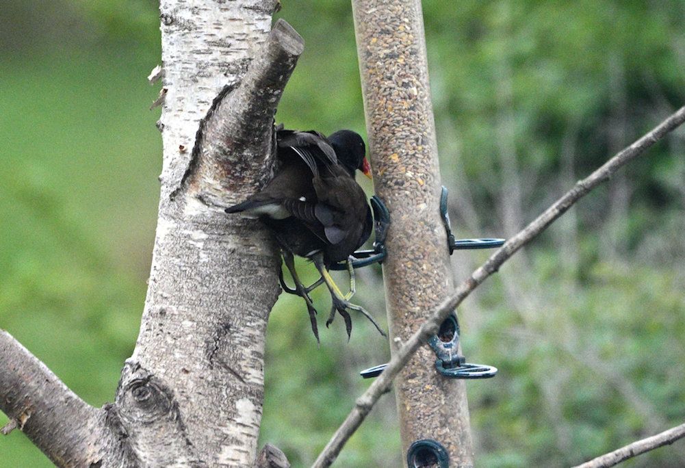 a bird in between two trees. 