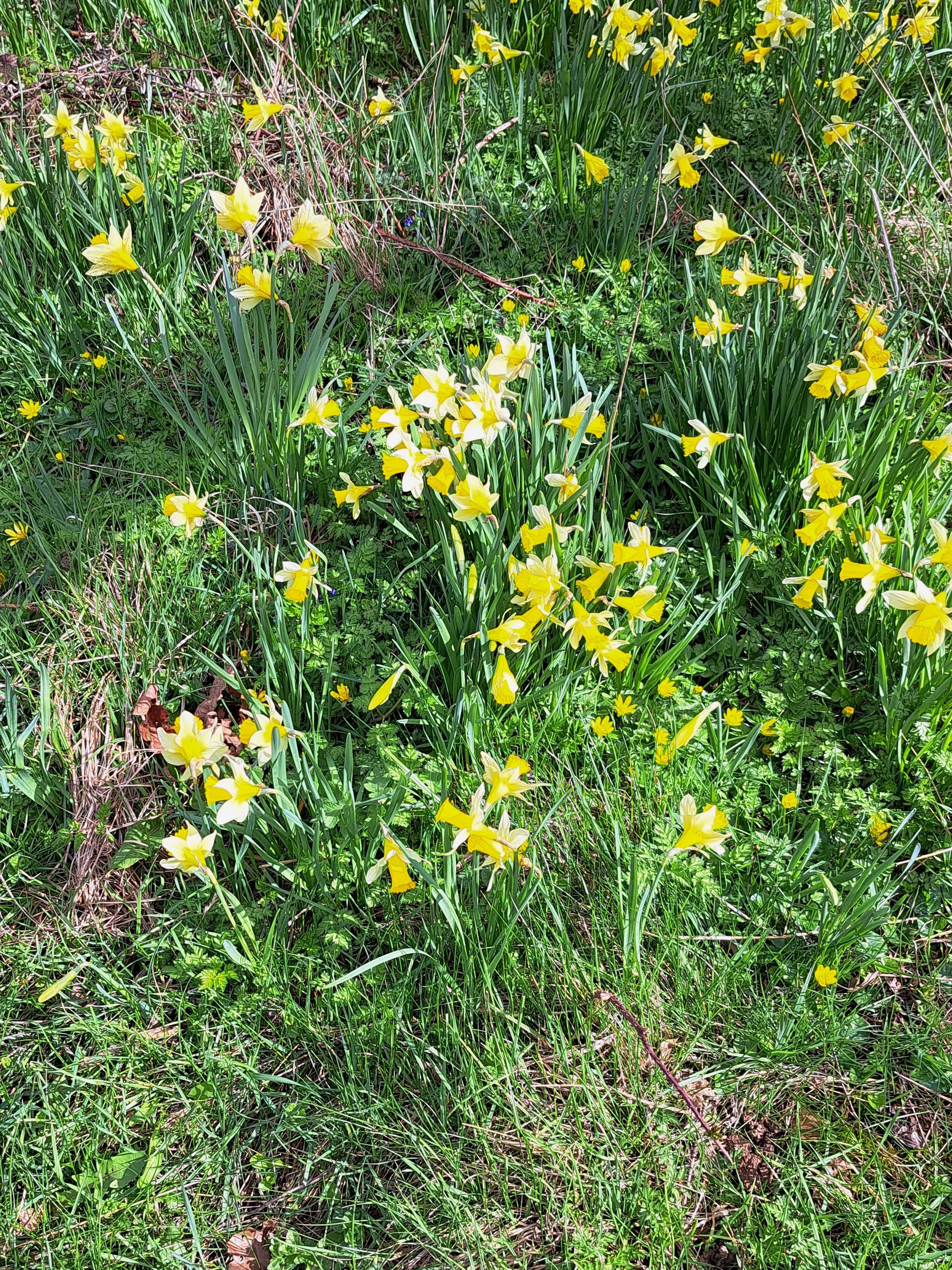 small yellow flowers in green grass