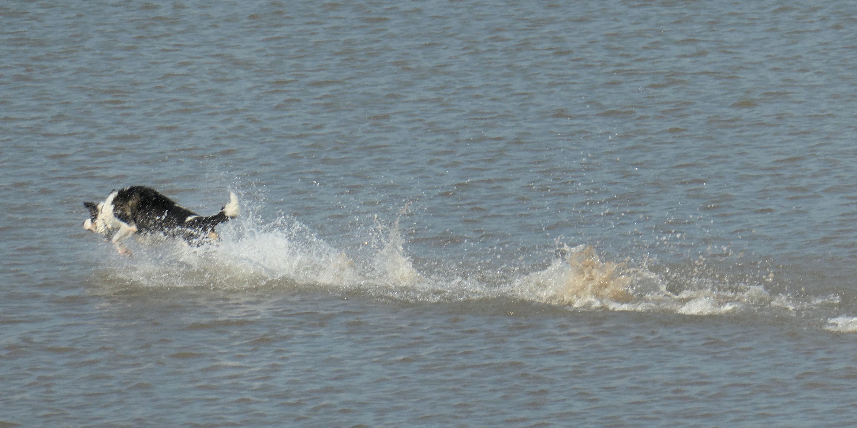 A black and white dog running through the sea, with a trail of white frothing water behind it. 