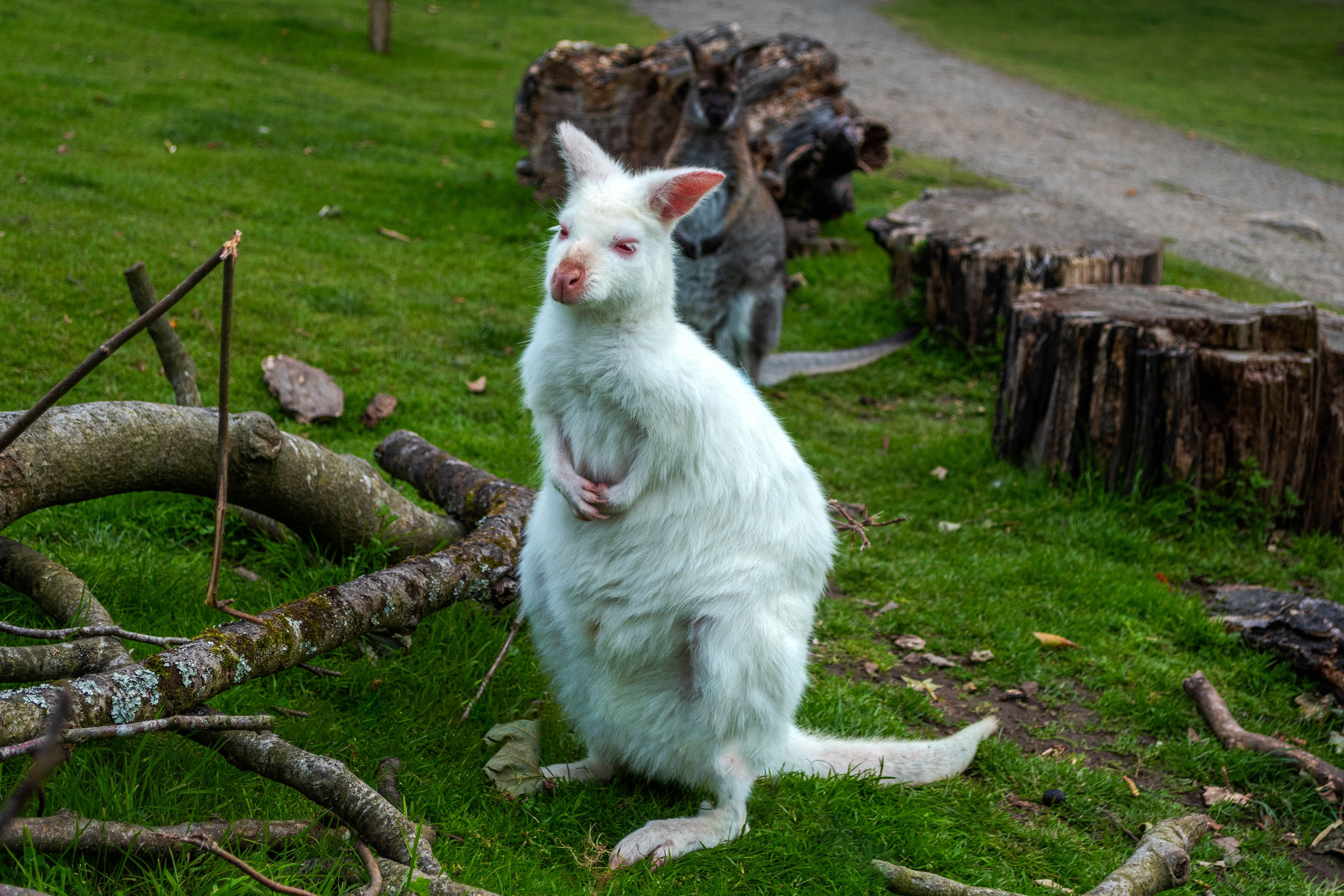 a white wallaby sitting on grass
