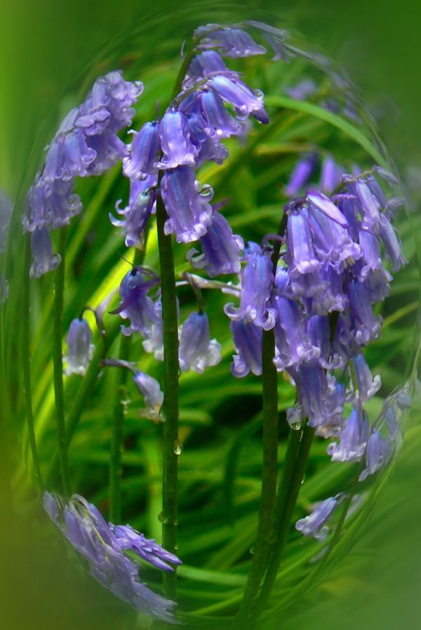 Bluebells pictured in the dewy frame of a raindrop
