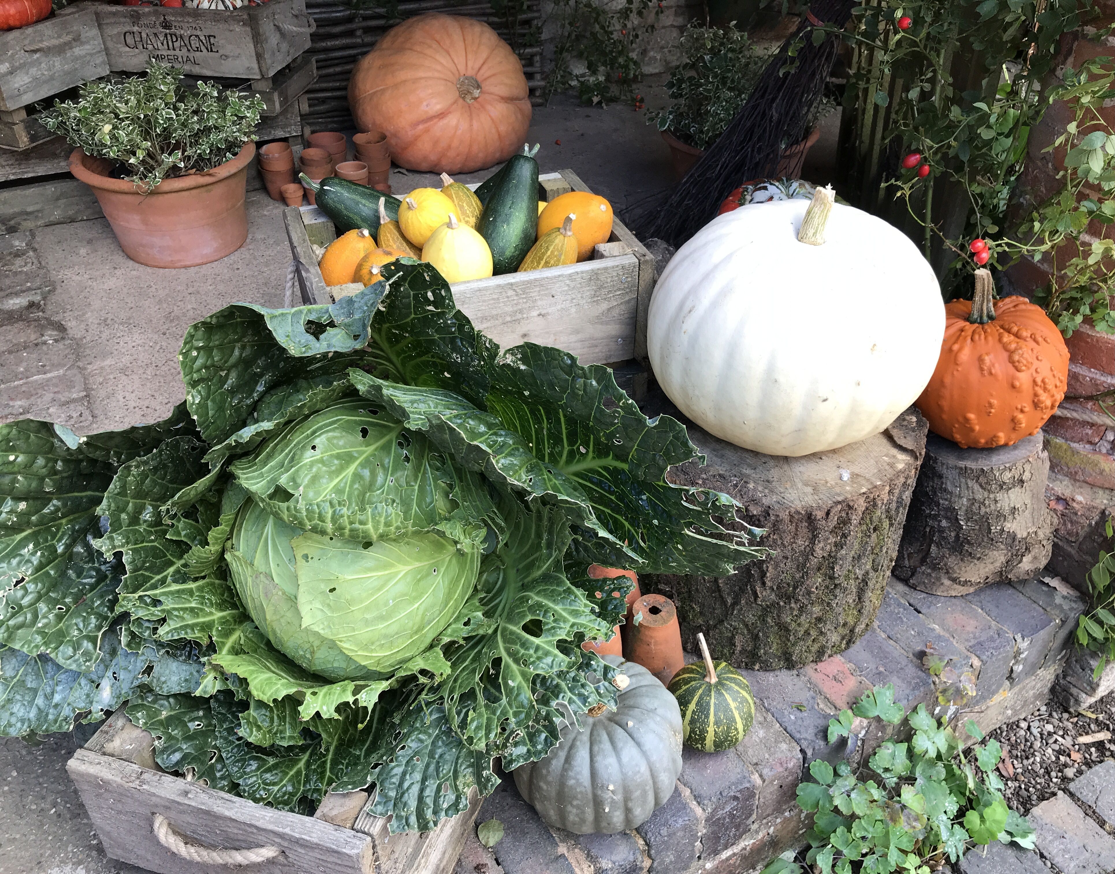 a huge cabbage and an array of pumpkins and squashes laid on steps