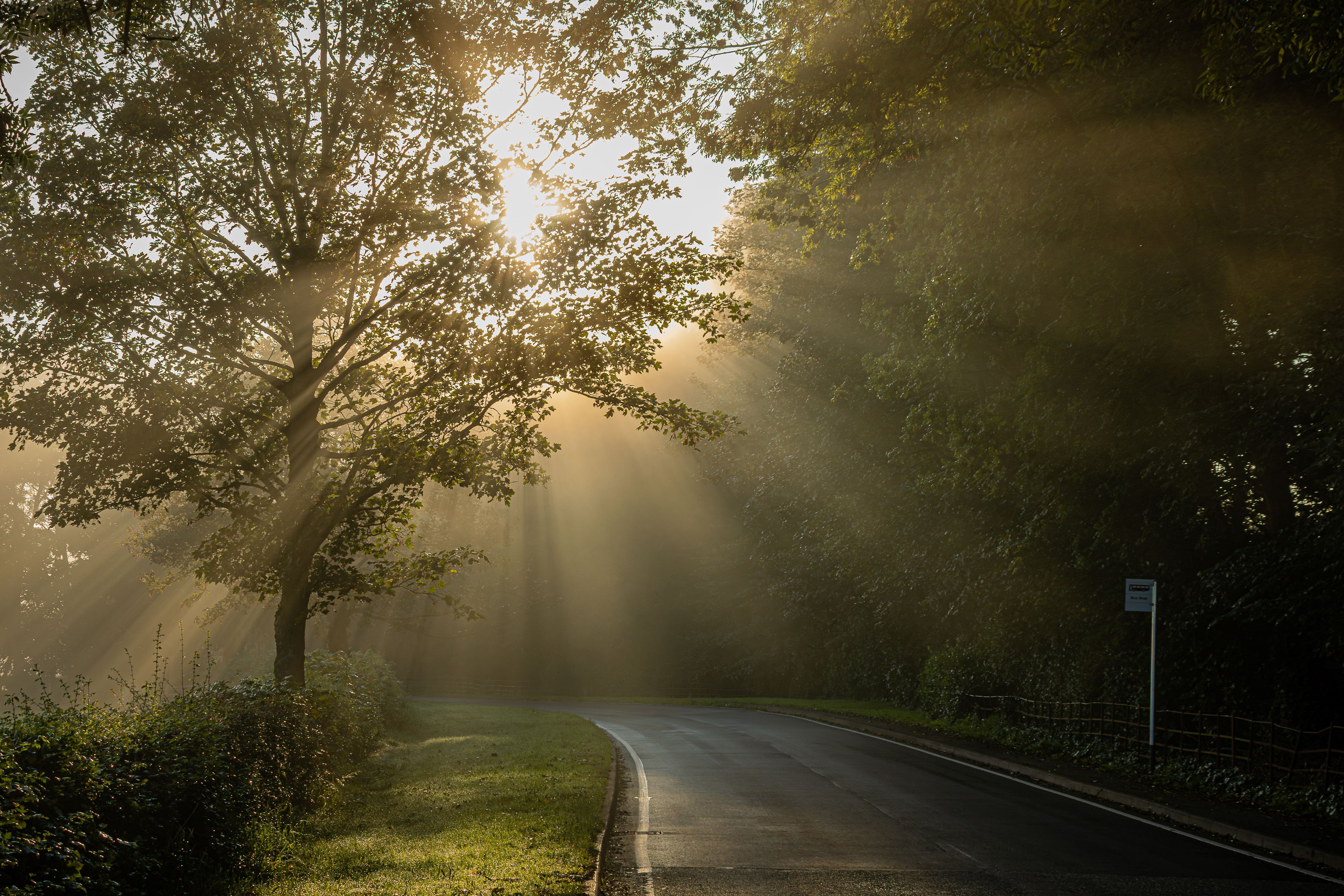 sunlight rays shining in through the trees on a road