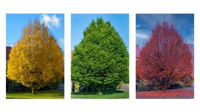 three photos of one tree. yellow, green and then red, in its various life stages. 