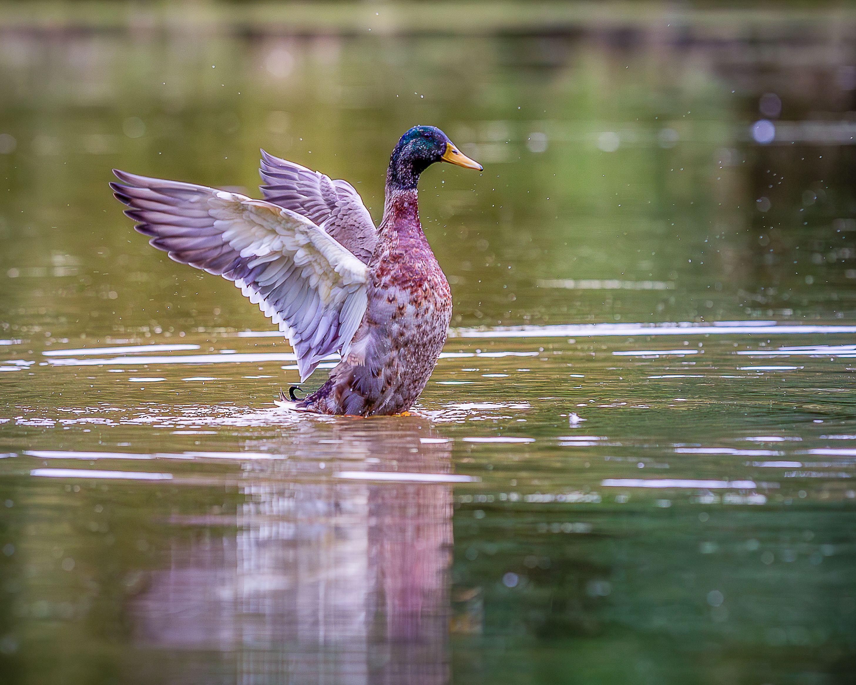 a duck with wings open on the water