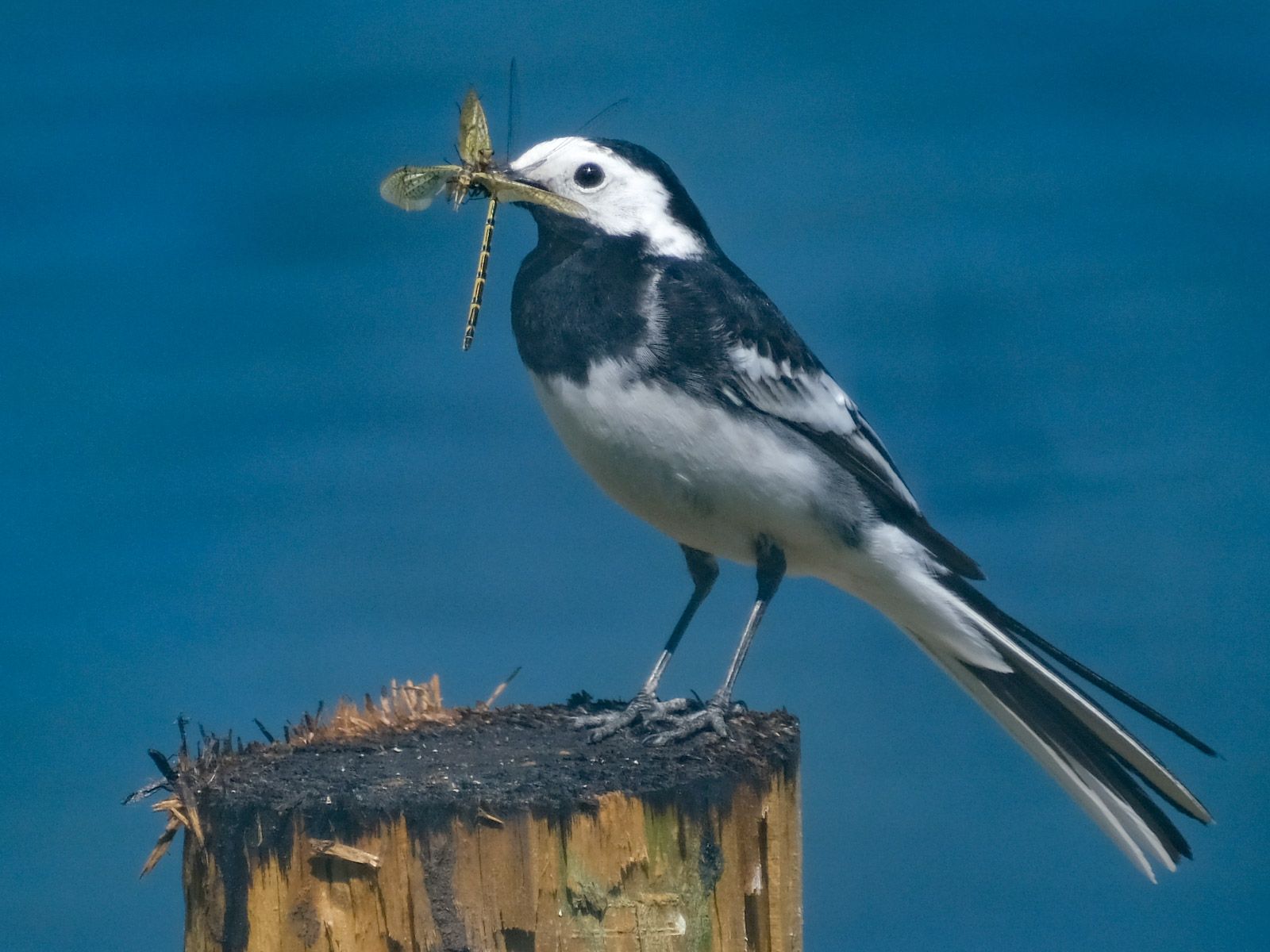 a black and white bird on a tree stump with a bug in its mouth