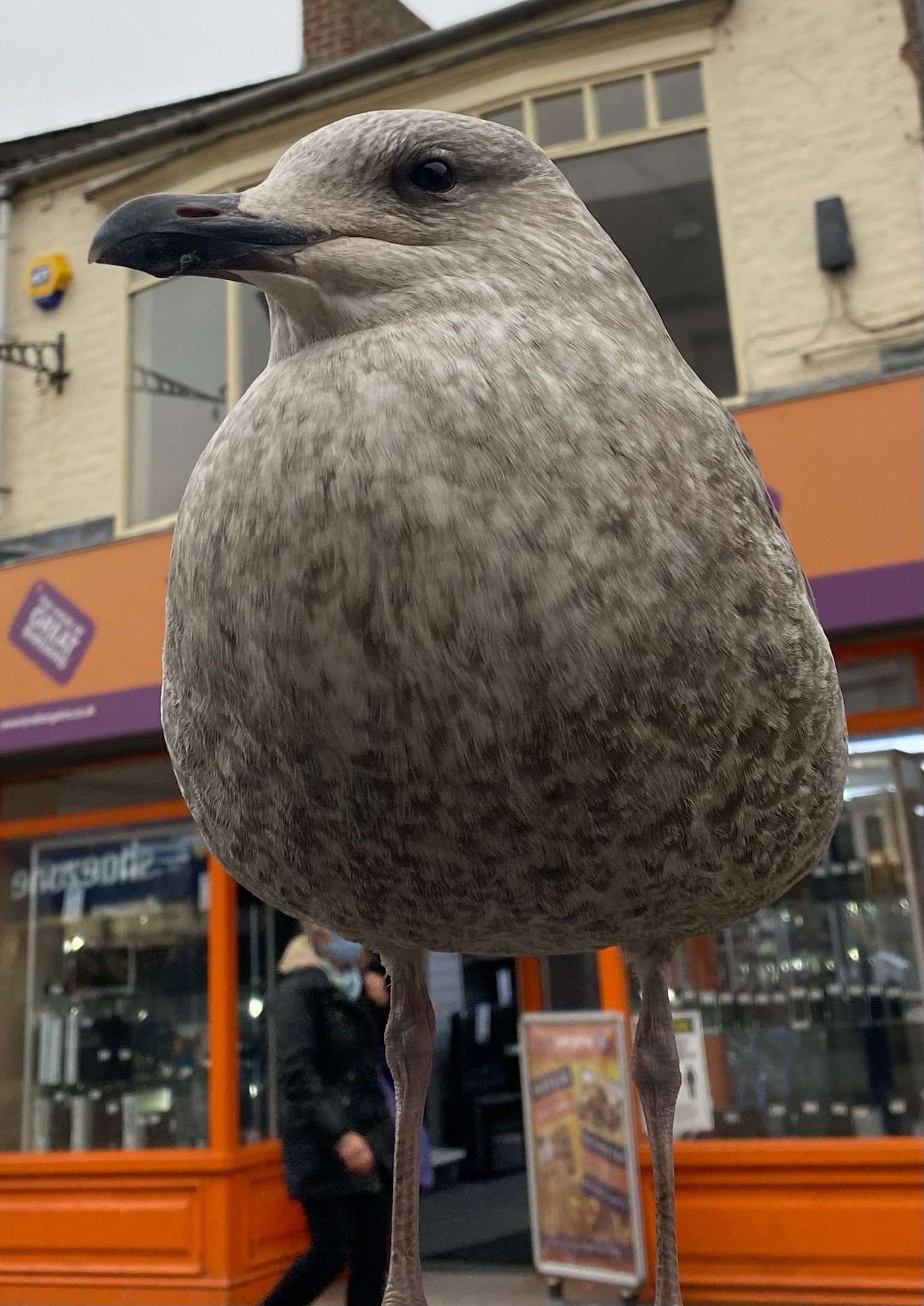 a close up photo of a gull's puffed out breast. grey with black beak. orange shop in background. 