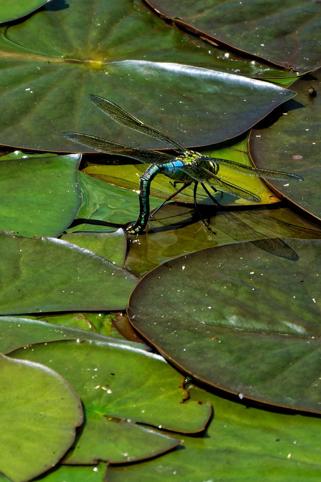 a blue insect on green lilypads on water. 