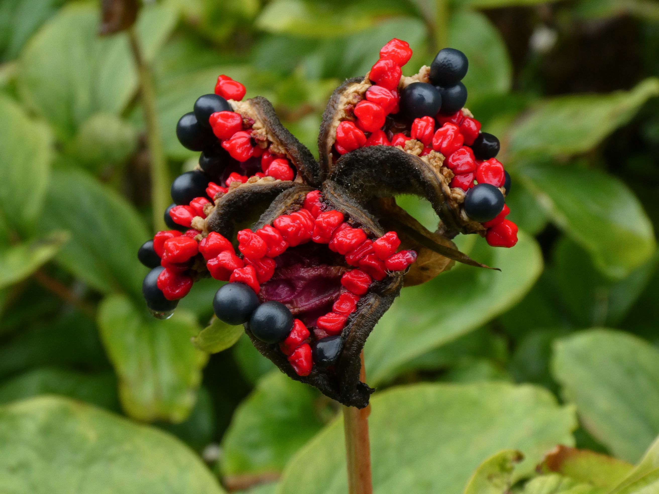 a red and black berry - like bloom 