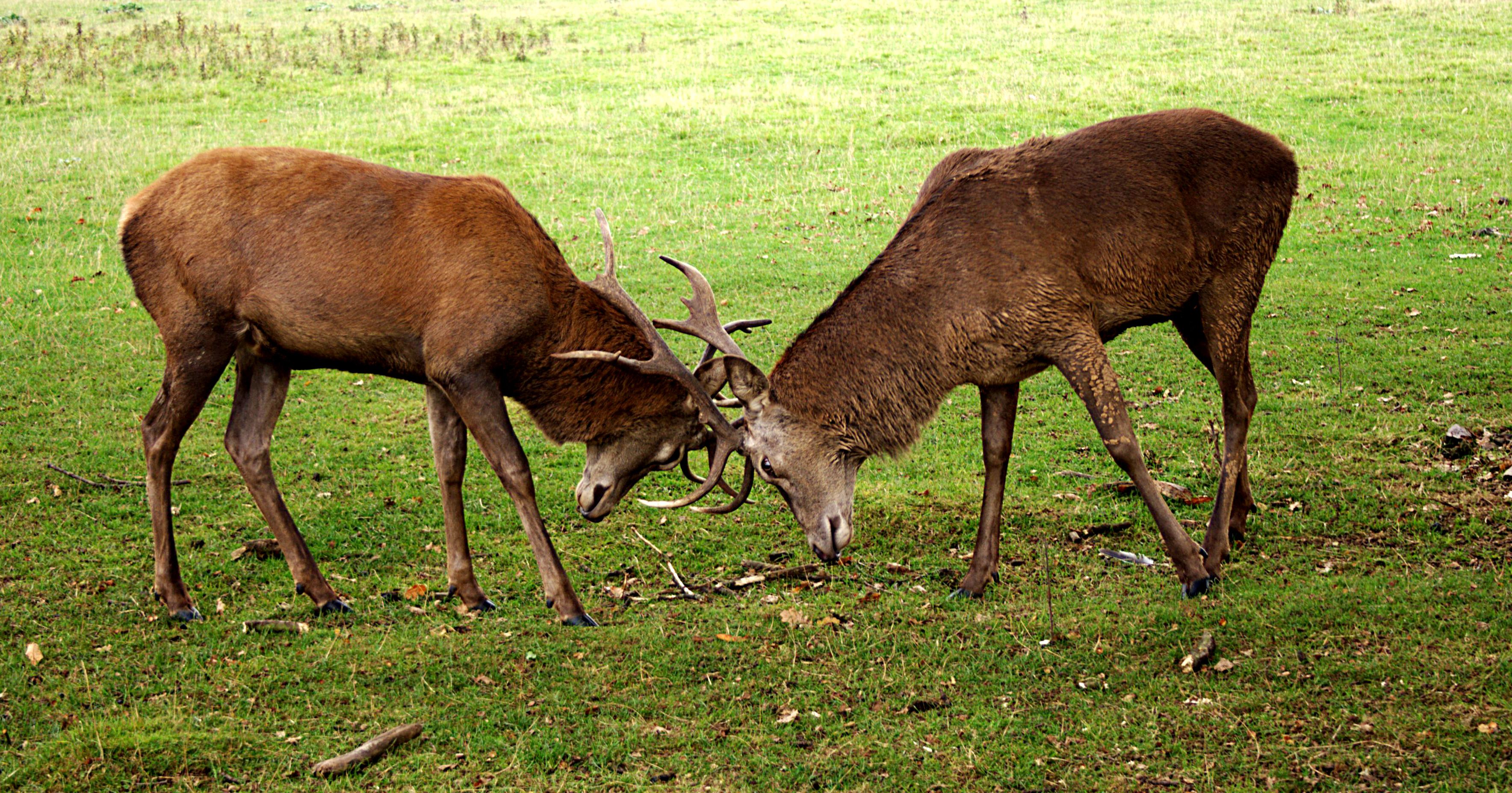 two brown deer with their antlers interlocked, as though they are fighting. green grass.