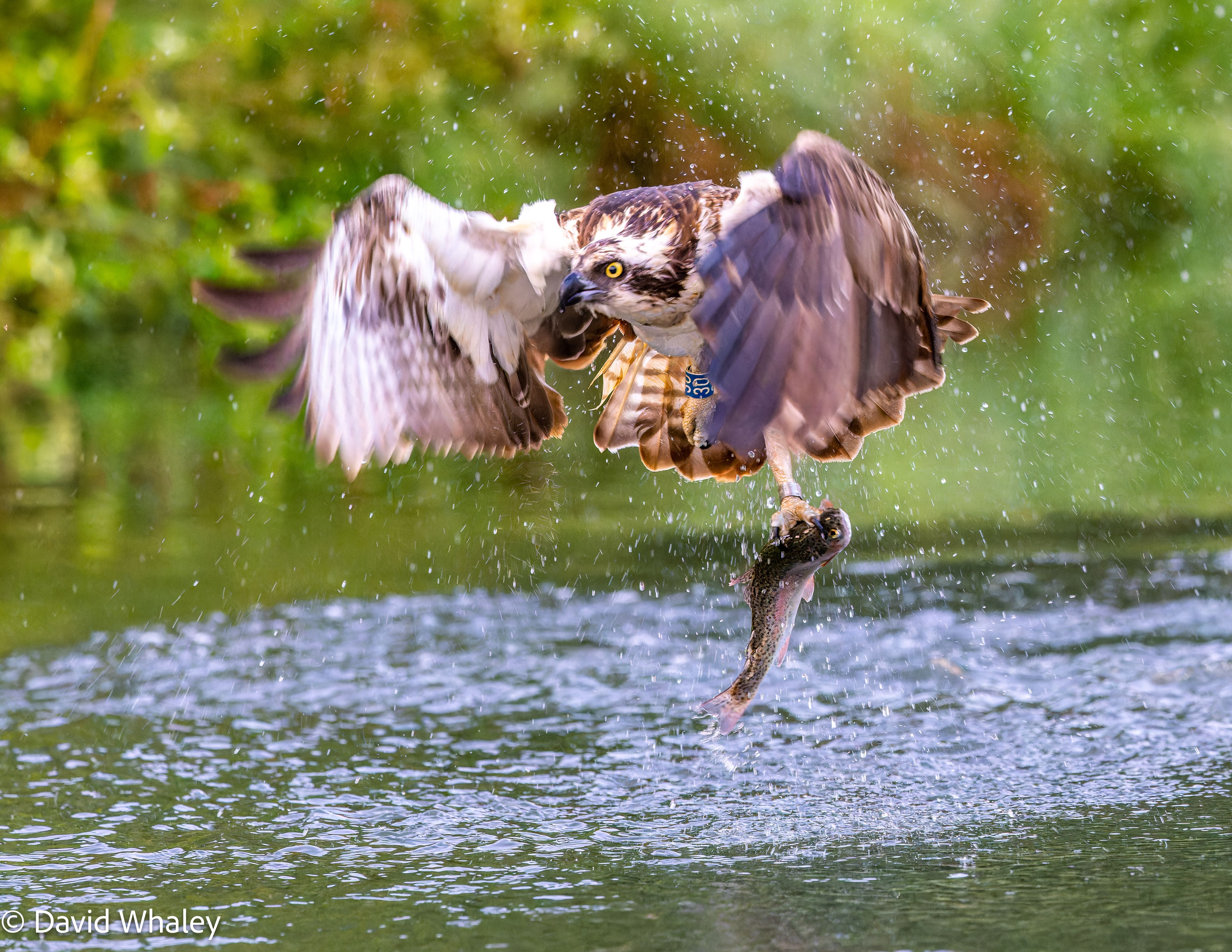 a big borwn and white bird with a fish in its claws flying across the water