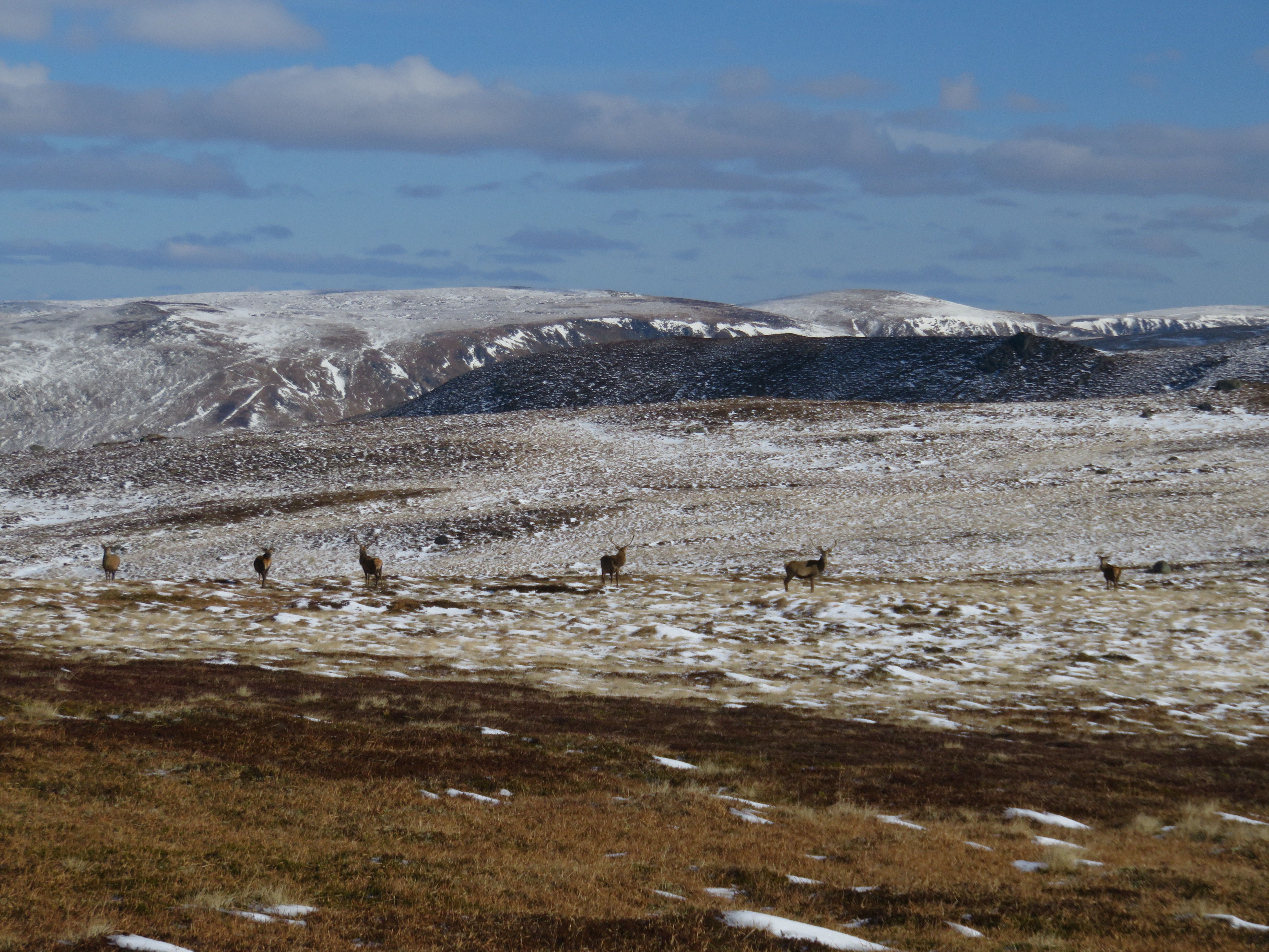 6 stags in the distance, a snowy mountainous landscape behind them