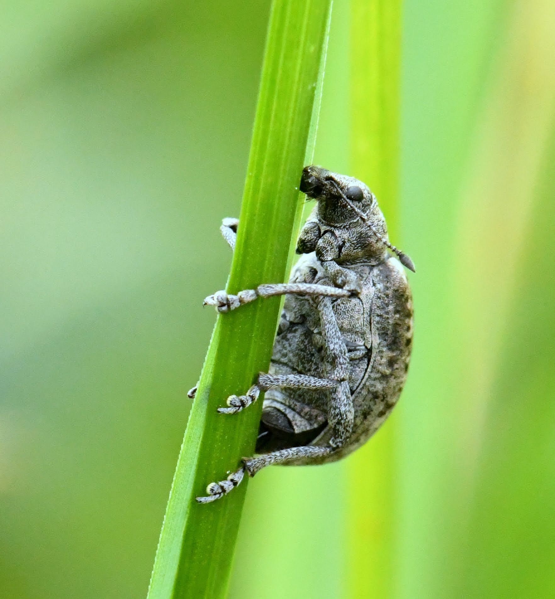 a zooomed in photo of a small brown insect clinging on to a green stem of a plant/ grass