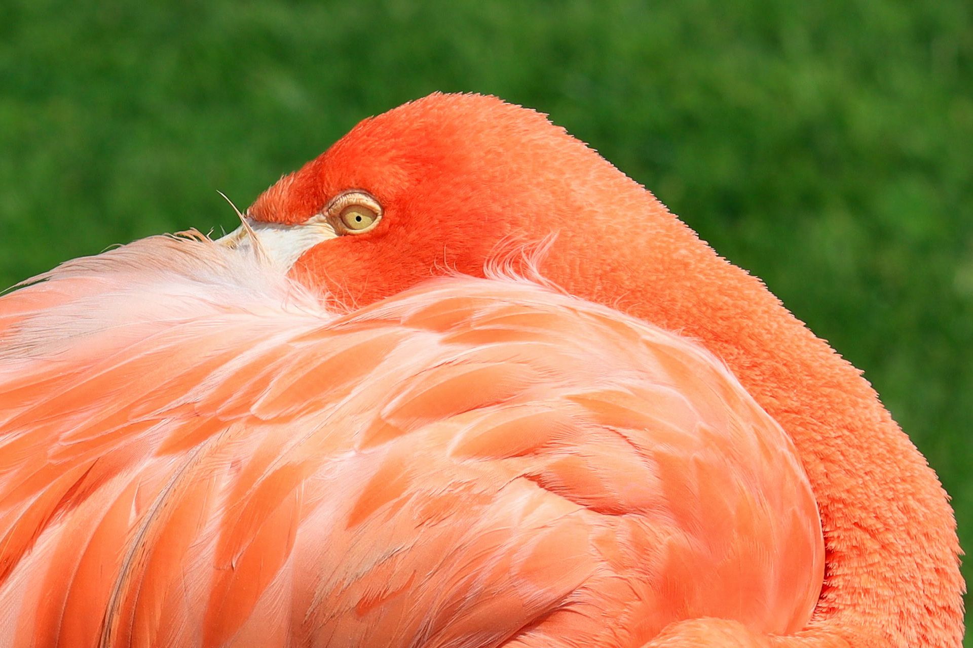 the top part of a vibrantly red/ orange flamingo, with its neck and head resting on its feathered body