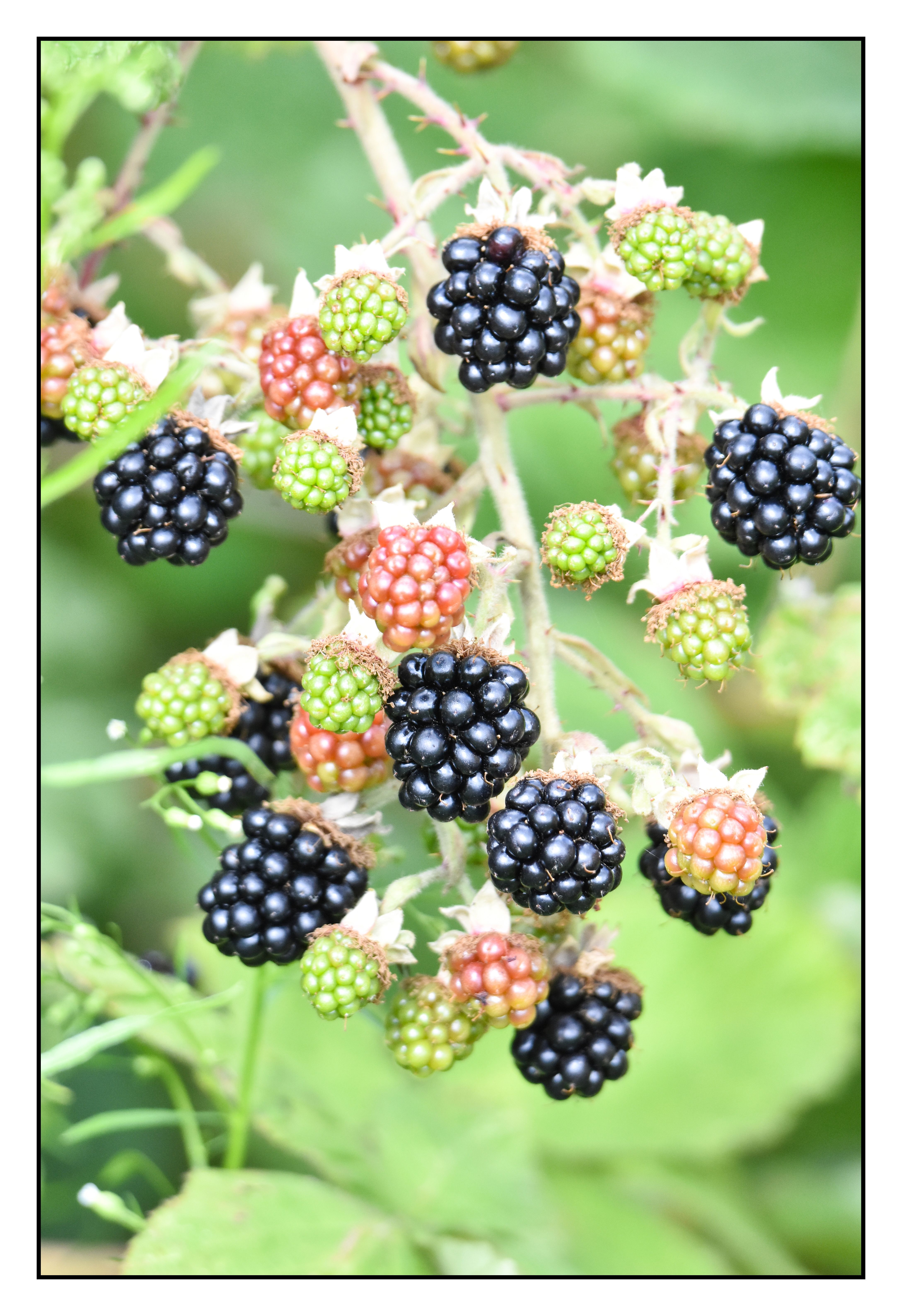 dark blackberries on a branch alongside unripe green and medium ripe red ones 