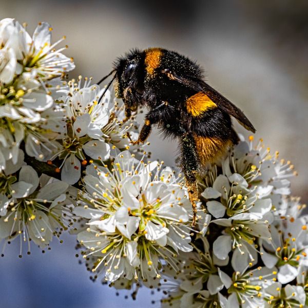 A furry bumblebee in white blossoms
