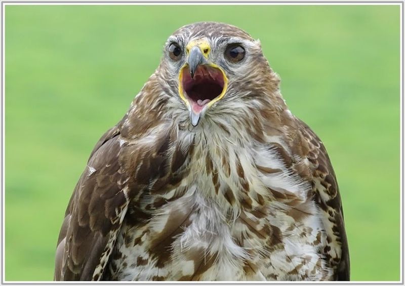 a brown bird with its mouth wide open