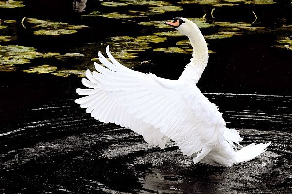A white swan with its feathers showing, orange beak on dark black water with water lilies in the background.. 