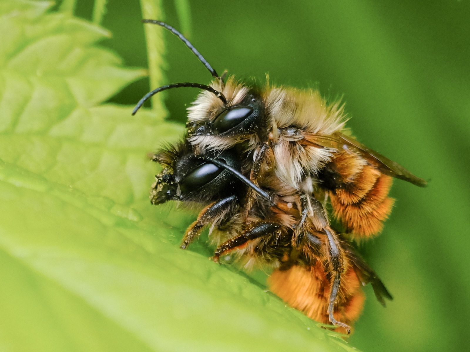 two bees with black eyes on top of each other green leaf