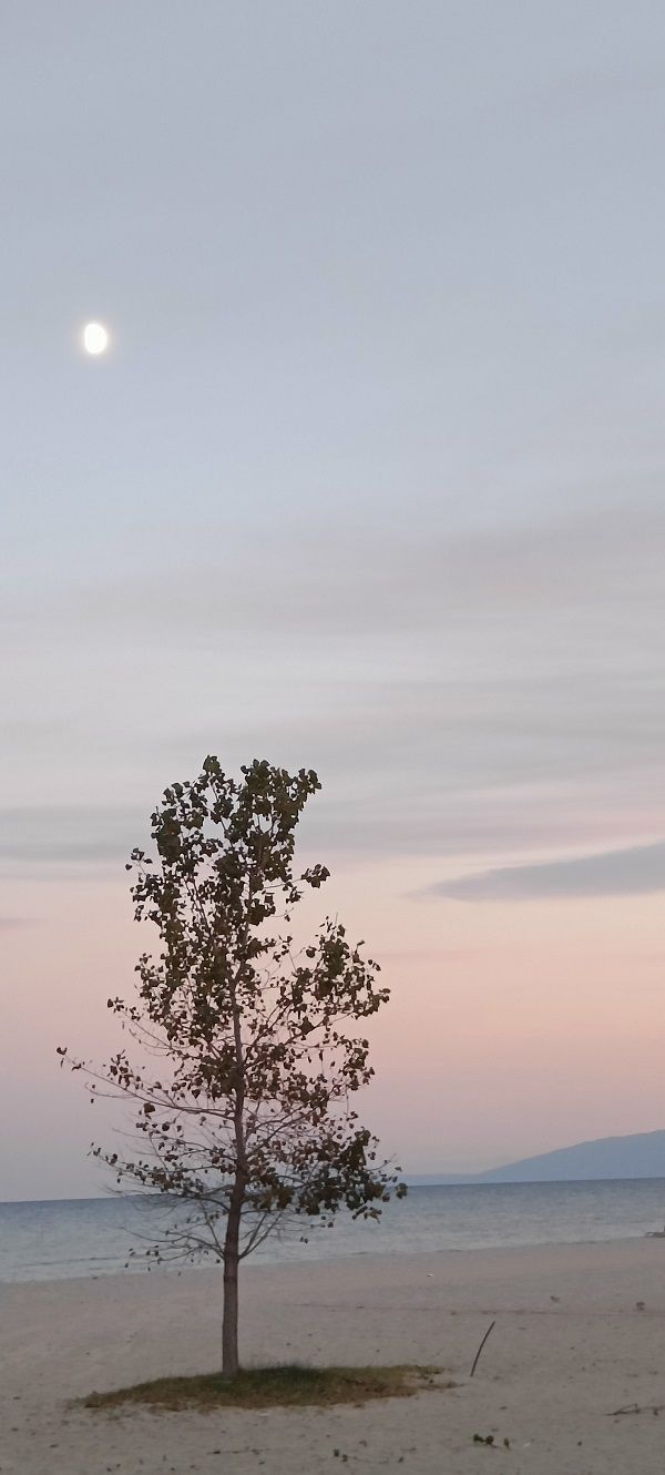 a single tree on a sandy beach, with a pale pink sky at sunset. the sea is on the horizon. 
