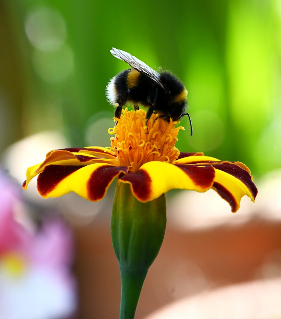 a bee on a yellow and red flowers