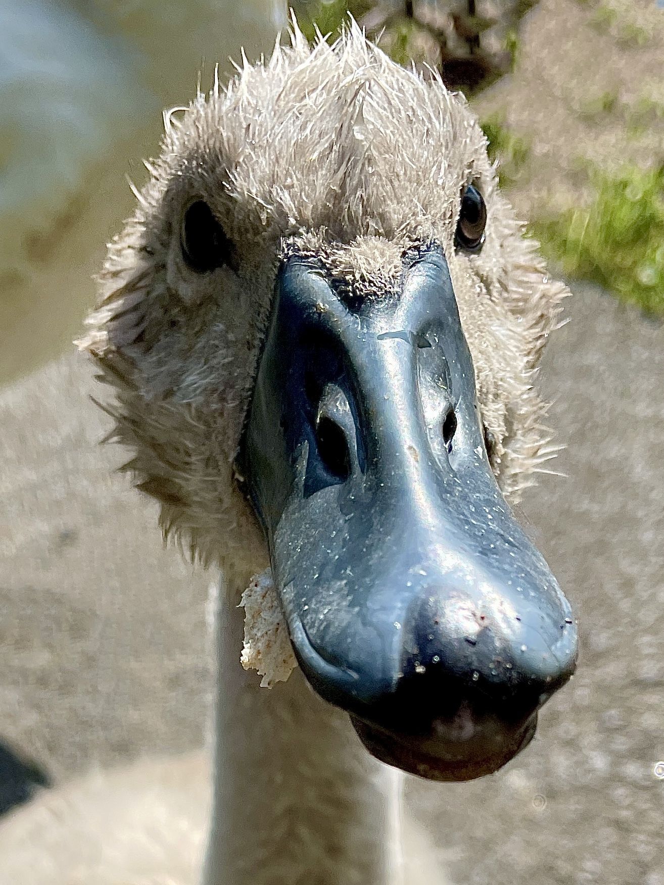 a big black beaked grey bird looking right at the camera! 