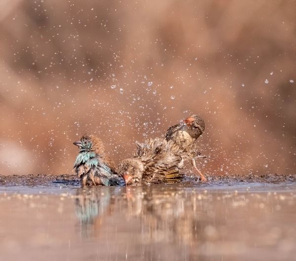 Small birds, one with blue tinged feathers, splashing and frolicking in water causing lots of splashing
