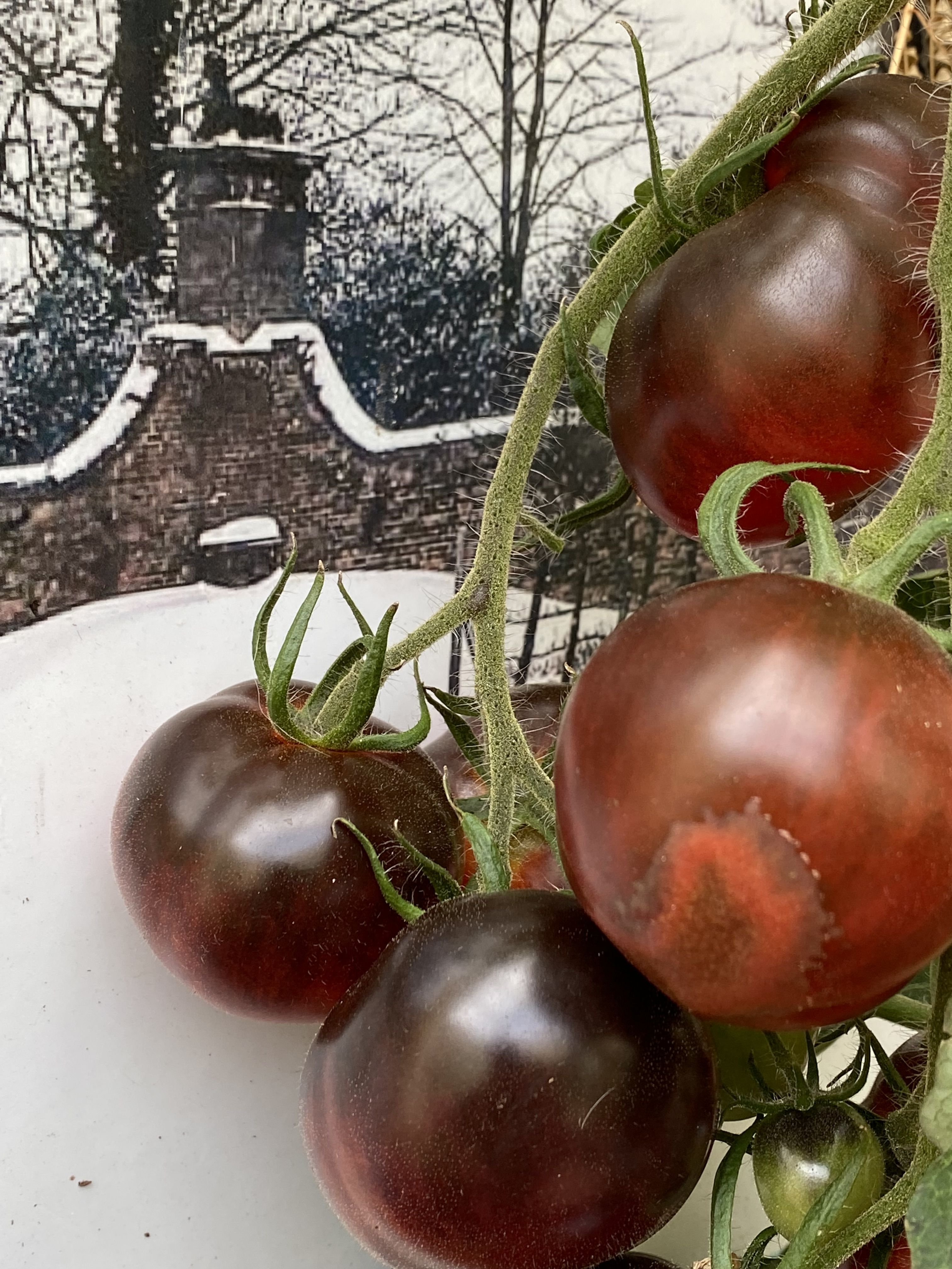a vine of black-red tomatoes