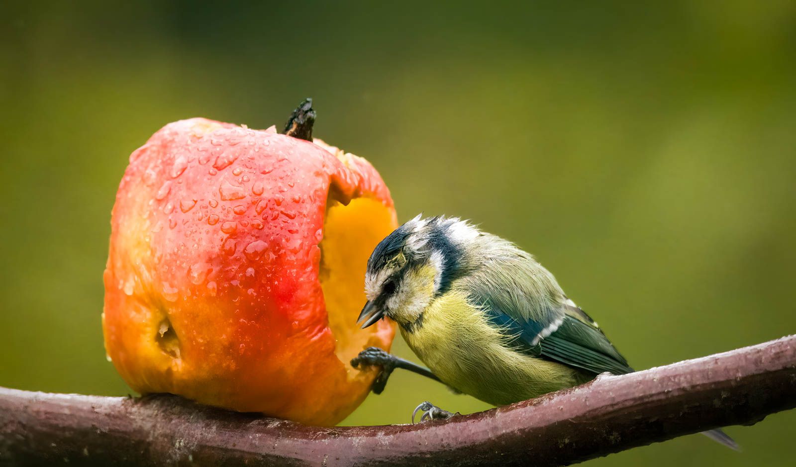 small blue and yellow bird eating an apple in the rain