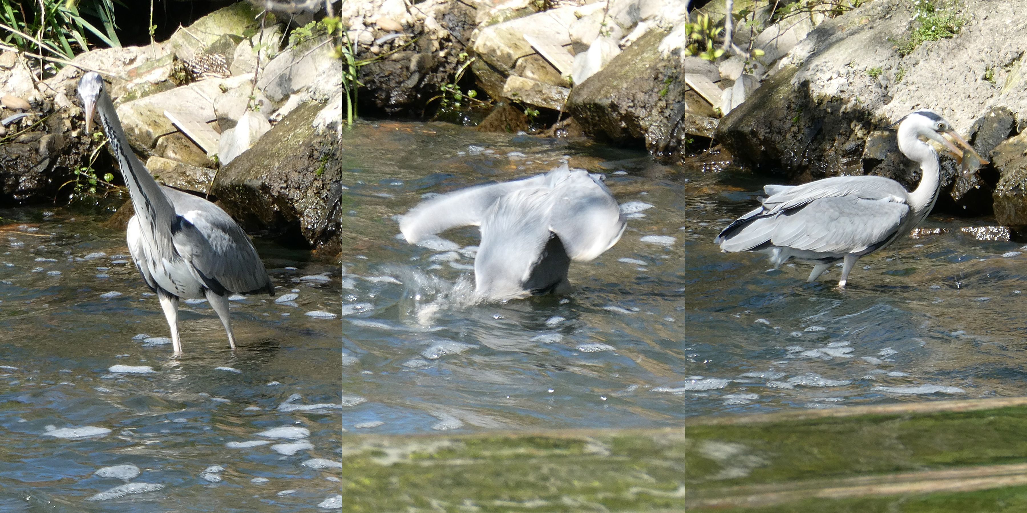 three photos of a grey bird with a long beak and spindly legs in water