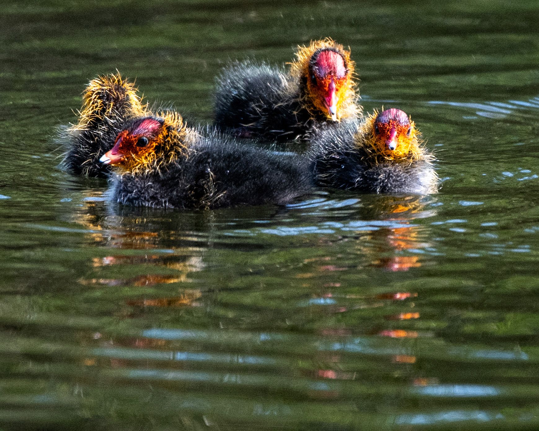 four black small birds swimming on water with red heads and yellow feathers around their heads