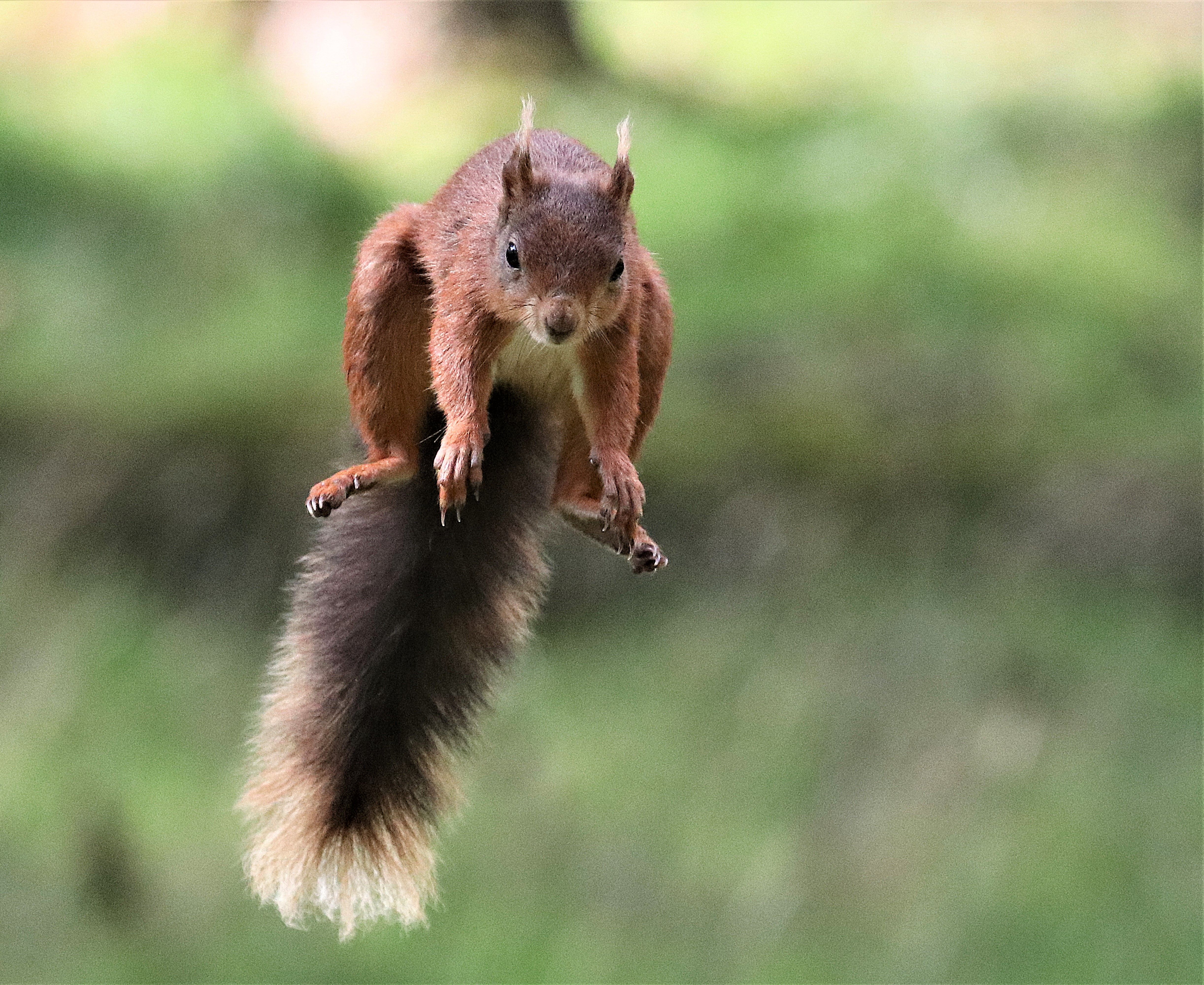 a red squirrel jumping through the sky! blurred green background 